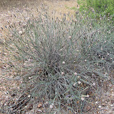 Slender Poreleaf 4/23