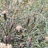 Slender Poreleaf close-up 4/23