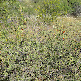 Anderson's Wolfberry 4/15