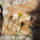 Unidentified (small yellow flowers) close-up 4/25