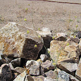 Unidentified, in rock wall 4/25