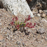 Desert portulaca (?) 4/26