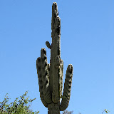 Saguaro with Gila woodpecker, prickly pear growing out of it, AZ Trail 4/29