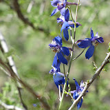 Tall Mountain Larkspur, AZ Trail 4/29