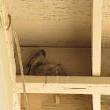 Mama Say's Phoebe feeding babies 4/28