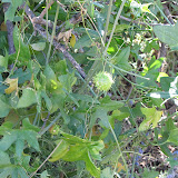 Arizona Trail, Gila Manroot 4/29