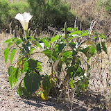 Sacred Datura 5/3