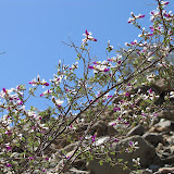 Dalea Formosa, AZ Trail 4/29