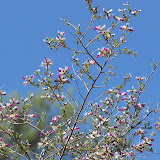 Dalea Formosa, AZ Trail, 4/29