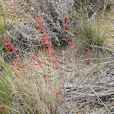 Firecracker Penstemon, Oraacle 4/29