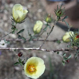 "Unidentified" - Sabino Canyon, Tucson 5/1 - Richard Derr