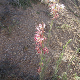 Scarlet Gaura - Oracle 5/6