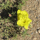 Primrose, next to 3C Ranch, Peppersauce 5/6