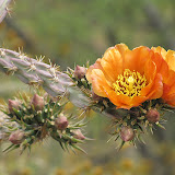 Flowering buckhorn cholla - close up 5/8