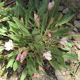 Stemless primrose (Oenothera caespitosa)- Peppersauce 5/6