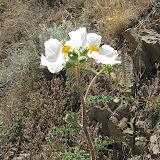 Prickly Poppy, Peppersauce 5/6