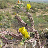 Buckhorn cholla - San Pedro Riverbed in background 5/8