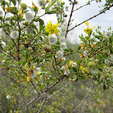 Creosote bush in bloom 5/8