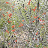 Close-up, flowering Ocotillo 5/8
