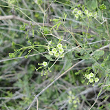Unidentified vine, near front gate 5/8