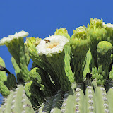 Bee with "pollen pouches" filled on back legs