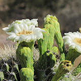 Close-up, saguaro flower 5/29