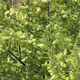 Catclaw Acacia 5/12