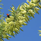 Tarantula hawk on Catclaw Acacia 5/12