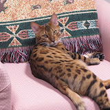 Lounging Macho 6/24