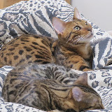 Kitties on matching bedspread 5/28