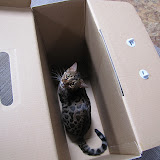 Niña in my Mac box 8/15