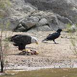 Bald eagle having lunch - Apache 8/29