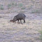 Itty-bitty babies with mama 8/4