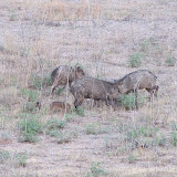 Even smaller babies in pecan grove 8/4
