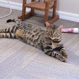 Look at my spotted belly - Nina 10/2