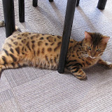 Big boy on the floor 10/29/10