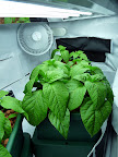Amaheim Chiles @ 1 month