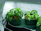 Big Jim Chiles @ 1 month