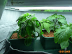 Big Jim Chiles pre thinning