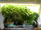 Chiles @ 8.5 weeks