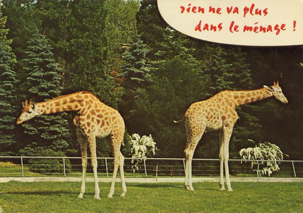 Cartes Postales Pop et  Kitsch des années 50, 70 et 70 - Pop and kitsch vintage postcards from the fifties, the sixties and the seventies : Animaux rigolos