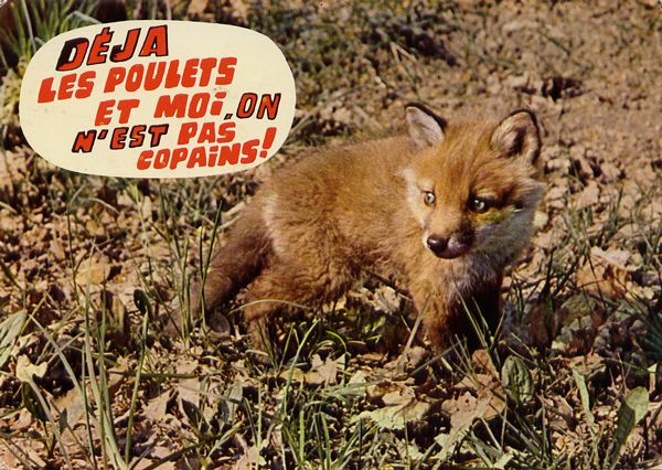 Cartes Postales Pop et  Kitsch des années 50, 70 et 70 - Pop and kitsch vintage postcards from the fifties, the sixties and the seventies : Animaux rigolos