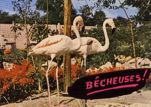 Cartes Postales Pop et  Kitsch des années 50, 70 et 70 - Pop and kitsch vintage postcards from the fifties, the sixties and the seventies : Animaux rigolos