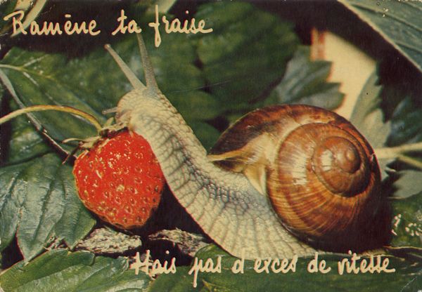 Cartes Postales Pop et  Kitsch des années 50, 70 et 70 - Pop and kitsch vintage postcards from the fifties, the sixties and the seventies : Animaux rigolos
