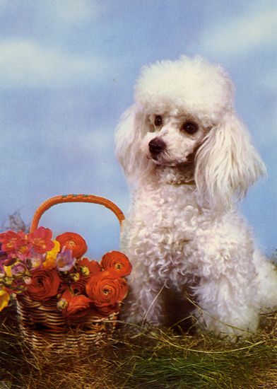 Cartes Postales Pop et  Kitsch des années 50, 70 et 70 - Pop and kitsch vintage postcards from the fifties, the sixties and the seventies : Caniche, mon ami