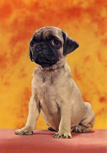 Cartes Postales Pop et Kitsch des années 50, 70 et 70 Cute dogs / Gentils chiens