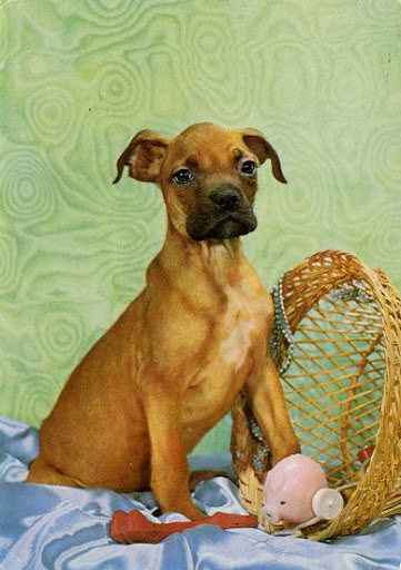 Cartes Postales Pop et Kitsch des années 50, 70 et 70 Cute dogs / Gentils chiens