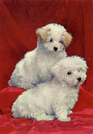Cartes Postales Pop et Kitsch des années 50, 70 et 70 Cute dogs / Gentils chiens