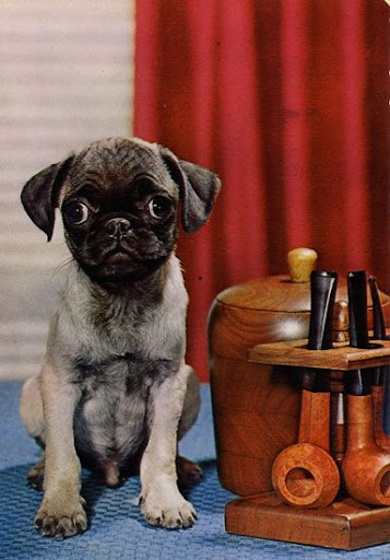Cartes Postales Pop et Kitsch des années 50, 70 et 70 Cute dogs / Gentils chiens