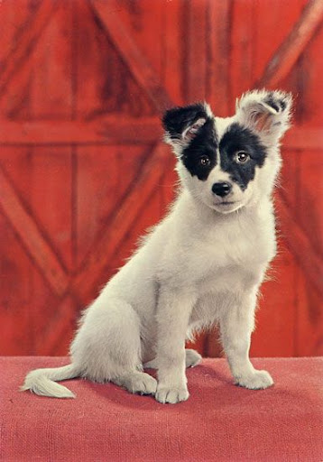 Cartes Postales Pop et Kitsch des années 50, 70 et 70 Cute dogs / Gentils chiens